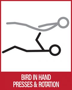 Acro Yoga - Bird In Hands Baby Bird